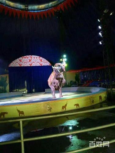 馬戲團(tuán)表演出租戶外環(huán)球飛車表演租賃馬戲團(tuán)整套出租