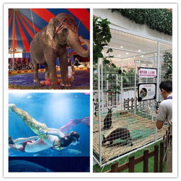 新鄉(xiāng)百鳥展出租蝴蝶標(biāo)本一場單價(jià)