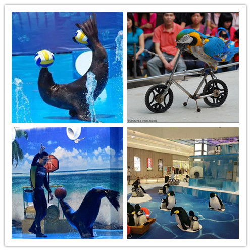 建甌市哪里有馬戲團表演出租