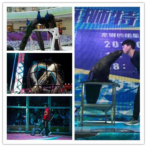 遂平馬戲團表演租賃馬戲團表演出租檔期查詢