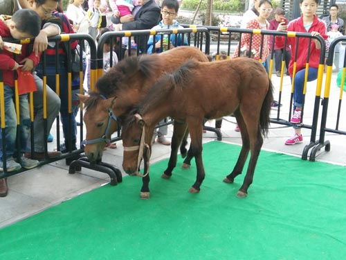 達州市蝴蝶標本動物標本出租地產活動方案