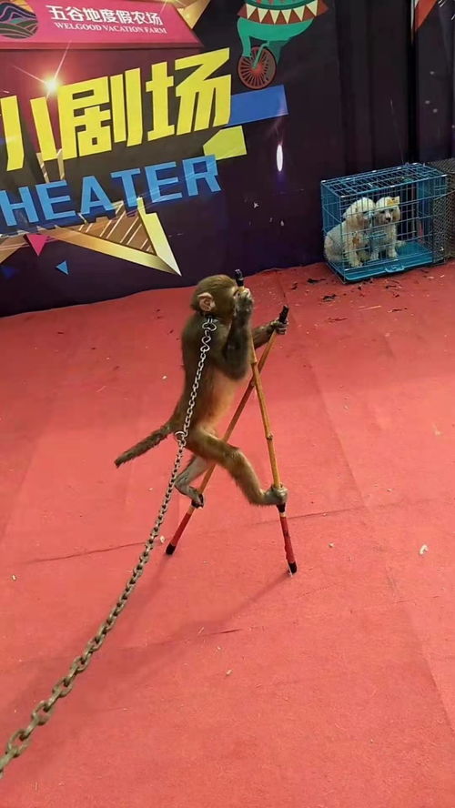 山西晉城市海獅表演出租同城