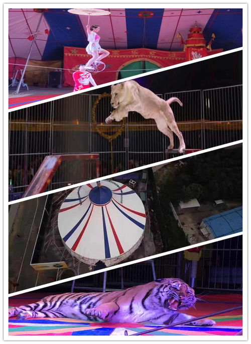 歡迎您杭州市海獅表演出租