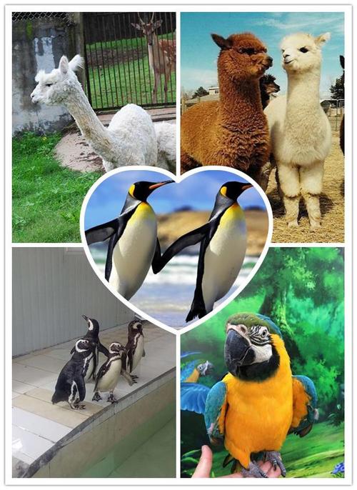 海寧外籍馬戲團表演出租_金鵬動物租賃公司-嘉興今天信息