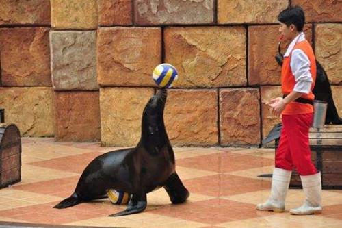 馬戲團表演租賃瓊結(jié)縣怎么合作