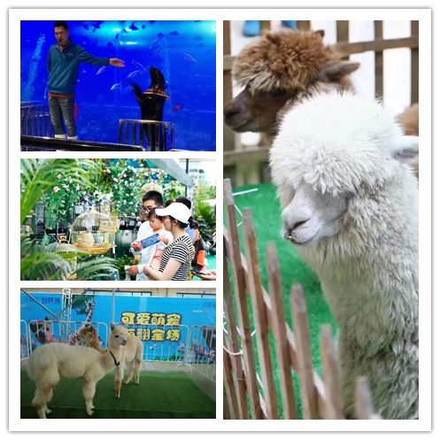 南澳縣馬戲團表演出租