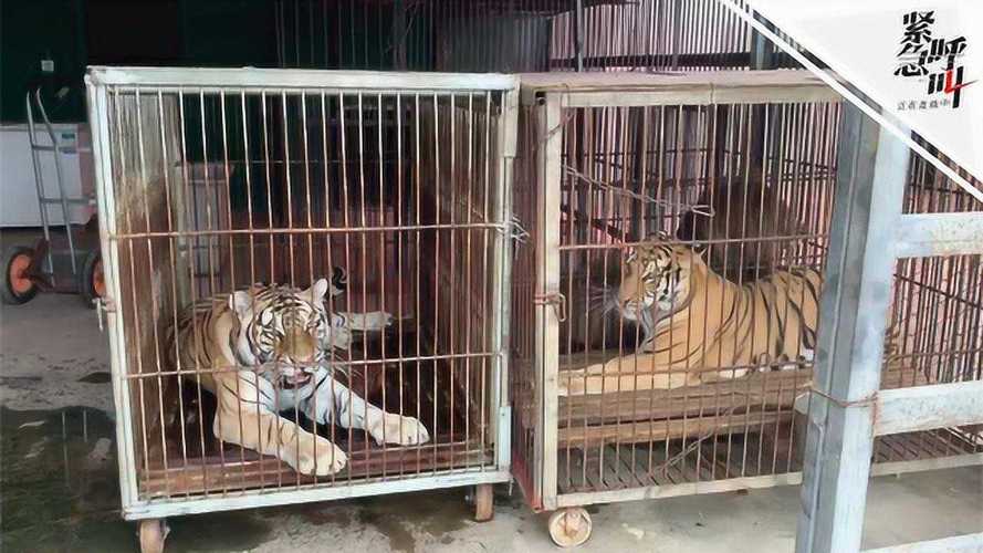 追蹤馬戲團逃脫老虎來源地宿州:租動物隨意 花錢也可以租馴養(yǎng)證