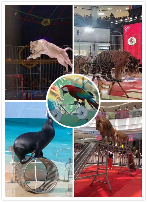 大安市美人魚表演企鵝出租當(dāng)?shù)? />
</span>
<span id=