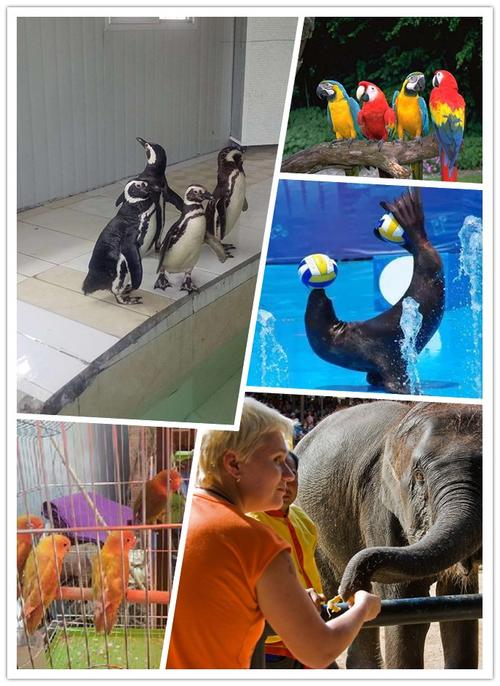 遼寧丹東本地馬戲團表演租賃