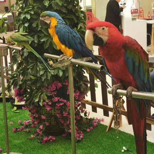 承接地產(chǎn)商場景區(qū) 海獅表演 鸚鵡表演 馬戲團演出 動物租賃 海洋動物