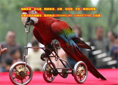 百鳥(niǎo)展,租賃皇家馬戲團(tuán)-企匯網(wǎng)