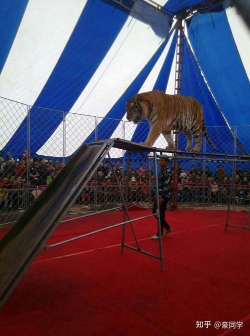 俄羅斯皇家大馬戲巡演馬戲團(tuán)動(dòng)物表演馬戲演藝租賃