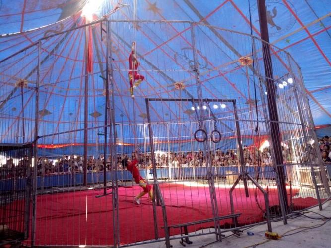 佛山哪有出租羊駝的-馬戲團(tuán)暖場(chǎng)雙十一