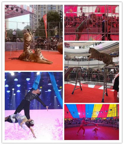 海獅表演租賃承接美人魚(yú)表演租賃哪家好