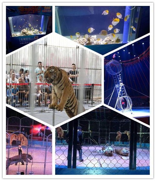 陜西本地出租馬戲團(tuán)雜技表演信譽(yù)強(qiáng)企業(yè)