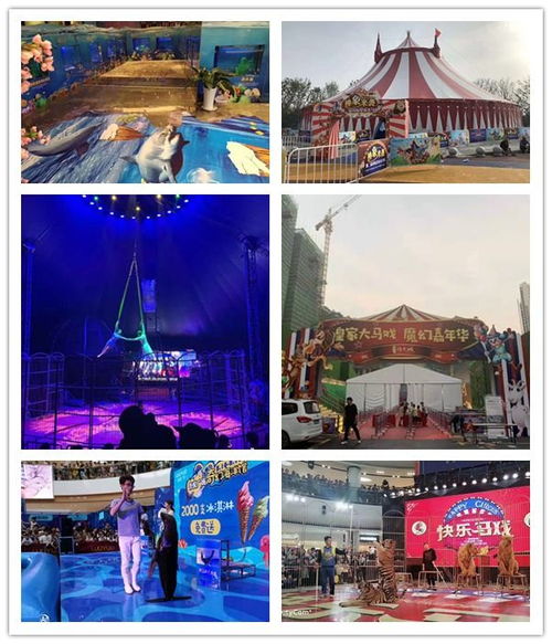 開(kāi)原市對(duì)外出租馬戲團(tuán)表演萌寵展