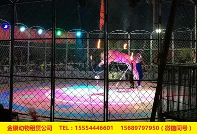 專(zhuān)業(yè)馬戲團(tuán)表演出租十堰市 人員雜技租賃
