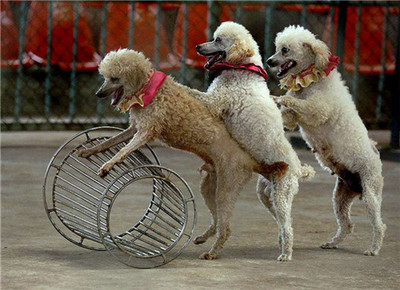 萌寵動(dòng)物展活動(dòng)馬戲表演承接演出