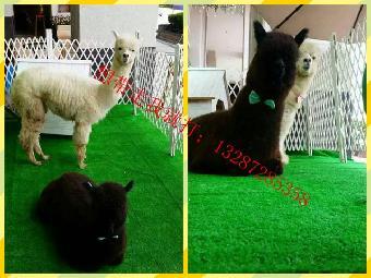 吉林長春有出租萌寵(馬戲團)的嗎