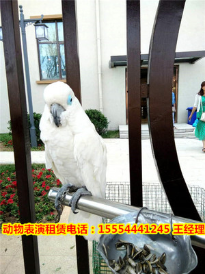 熱門動物演出-創(chuàng)新馬戲團節(jié)目出租運城市