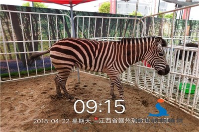 威海出租整套馬戲團(tuán)表演,滿意后結(jié)款