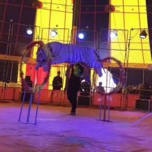 【經(jīng)典馬戲雜技表演節(jié)目清單承接國內(nèi)大小馬戲團(tuán)表演出租圖片】經(jīng)典馬戲雜技表演節(jié)目清單承接國內(nèi)大小馬戲團(tuán)表演出租