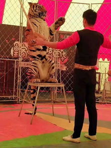 河南焦作馬戲團(tuán)表演出租的價格