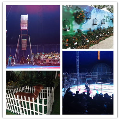 青海格爾木市哪里有馬戲團表演租賃