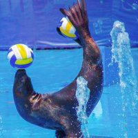 馬戲團(tuán)表演出租租賃真的很好玩嗎