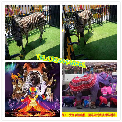 開封市馬戲團租賃鸚鵡表演出租