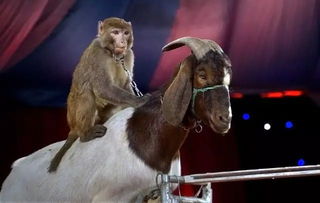 國(guó)慶馬戲嘉年華余額不足三天