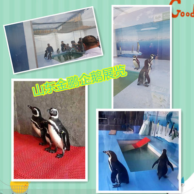 哪有專業(yè)馬戲團(tuán)表演出租洛陽市人員雜技租賃