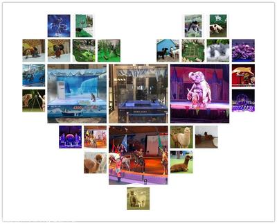 本地大象羊駝出租矮馬租賃,馬戲團商演,百鳥園展覽聯系方式