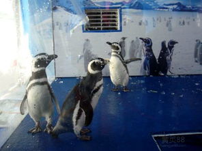 普洱出租萌寵動物表演