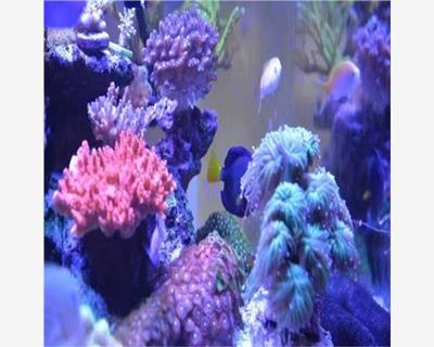 獨山縣馬戲團演藝公司