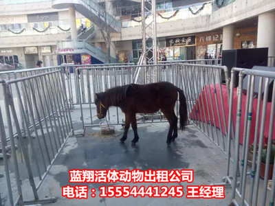 出租活體企鵝出租馬戲團福建省 。