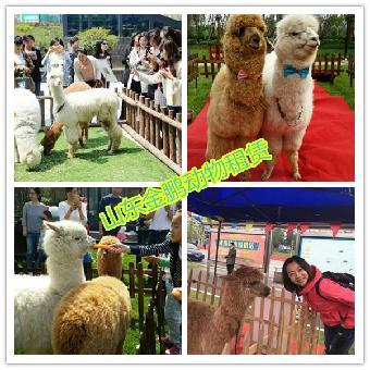 杭州市馬戲團表演出租 鸚鵡表演租賃_志趣網(wǎng)