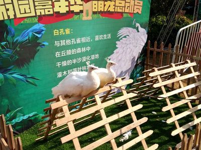 肇慶租賃馬戲團表演