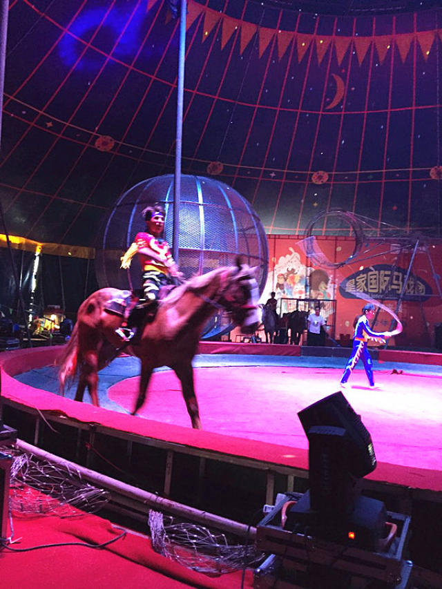 馴獸雜技演繹馬戲團(tuán)表演出租 環(huán)球飛車馬戲團(tuán)