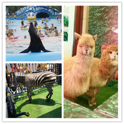 衢州馬戲團死亡飛輪表演出租一場單價