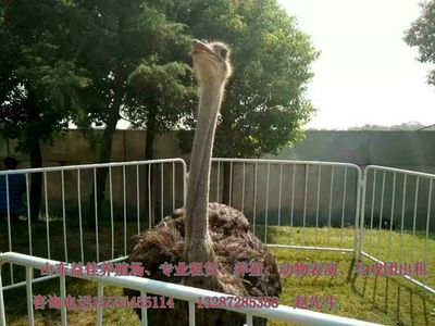 西安哪里可以出租經典馬戲團表演