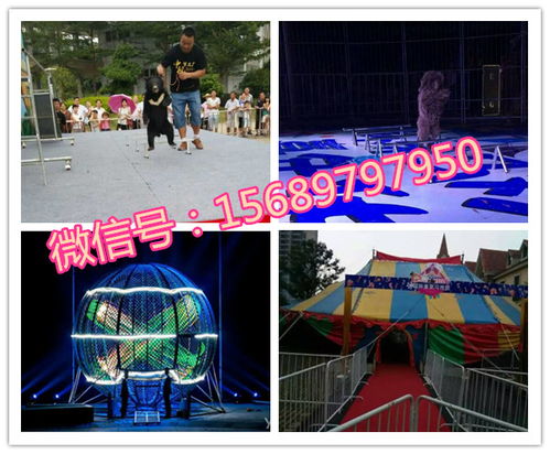 專業(yè)呆萌馬戲團表演出租租賃十堰市