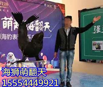 銀川鸚鵡表演與馬戲團(tuán)表演租賃服務(wù)指南