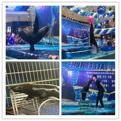 阜陽市出租萌寵與冰雕展覽 當?shù)靥厣珚蕵沸逻x擇