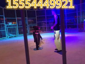 陽西縣羊駝與冰雕展覽租賃合作全攻略