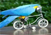 長泰鱷魚表演出租價格與馬戲團合作指南